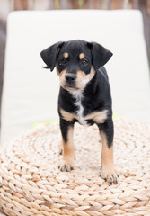 Adorable Young Puppy Playing on Blanket