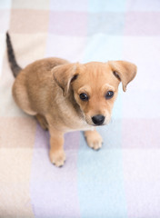 Adorable Young Puppy Playing on Blanket