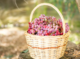 Fototapeta na wymiar Pais grapes in a basket