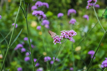 Close up gray butterfly sitting on Light purple small flowers in the garden, in the forest, in the field