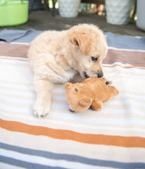 Adorable Young Puppy Playing on Blanket