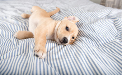 Adorable Young Puppy Playing on Blanket