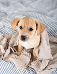 Young Puppy on Striped Blanket