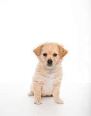 Light Sand Colored Puppy on White Background