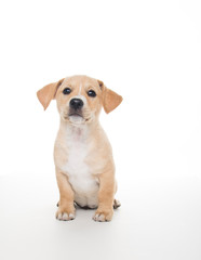 Light Sand Colored Puppy on White Background