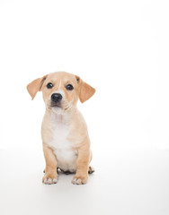 Light Sand Colored Puppy on White Background