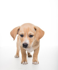 Light Sand Colored Puppy on White Background