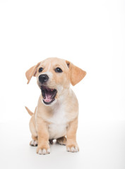 Light Sand Colored Puppy on White Background