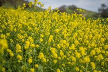 Wild Flowers of California