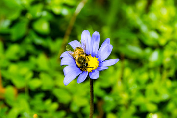 Obraz premium Bee on Anemone Blanda front