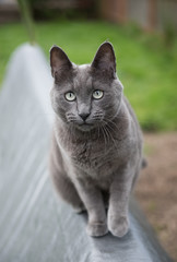 Large Short Haired Cat Hanging Out in Backyard