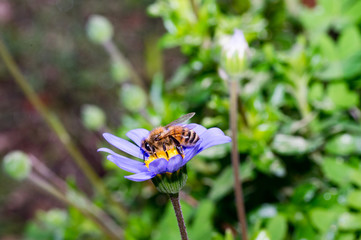 Bee on Anemone Blanda side