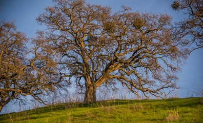 Oak Tree