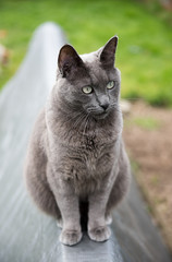 Large Short Haired Cat Hanging Out in Backyard