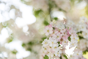 Pink Cherry Blossoms Tree in Spring