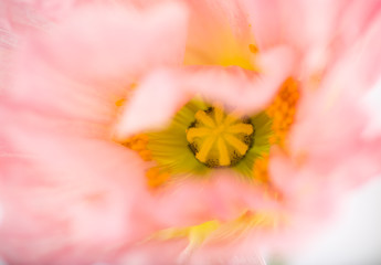 Soft Pink Flower of Iceland Poppy Flower