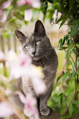 Gray Cat Sitting on Patio Watching Birds