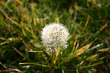 Dandelion 