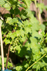 Unripened Red and White Currants Being Watered on Hot Day