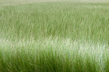 ビーグ（イ草）畑