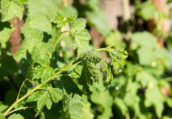 Unripened Red and White Currants Being Watered on Hot Day © Anna Hoychuk