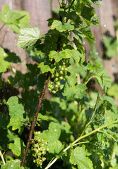Unripened Red and White Currants Being Watered on Hot Day