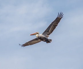 Birds of the pacific coast