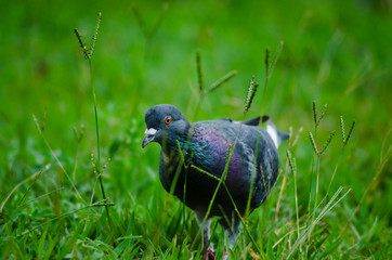 The Field Pigeon