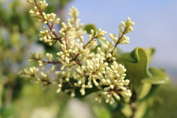 greenery_laguna.jpg