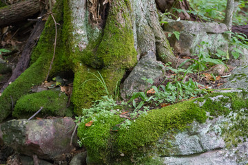 Tree Trunk and Limestone Wall Covered in Moss in a Virginia Forest