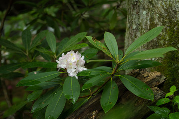 White Rhododendron Flowers Blooming and Growing Wild in Nature in a Virginia Forest