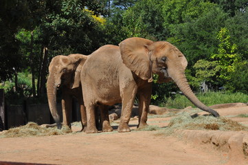 pair of elephants