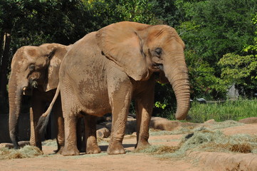 2 elephants