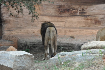 lion from behind