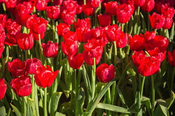 red tulips flower