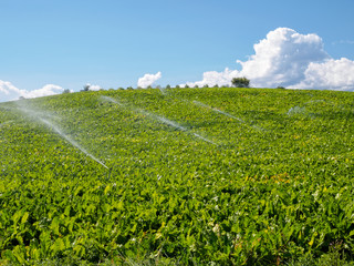 Vegetable field with irrigation system - Azofra, La Rioja, Spain