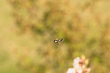 A Flying Hoverfly Macro