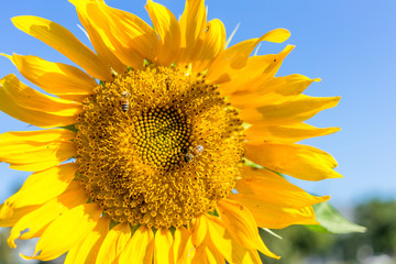 sunflower with bee