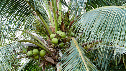 Coconut on tree
