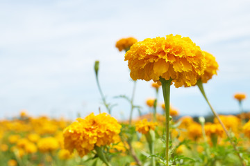 Obraz premium Beautiful Marigold flowers