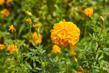 Beautiful Marigold flowers