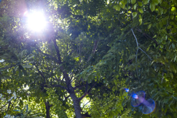 Blurred Morning sun Lights Bright Green