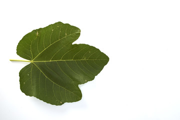 fig leaf on a white background