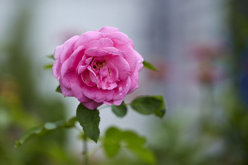 Pink roses in the morning light