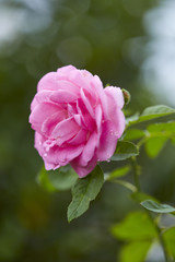 Obraz premium Pink roses in the morning light