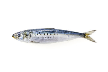 真鰯　Japanese sardine