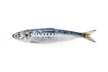 Fotobehang 真鰯　Japanese sardine © Nishihama