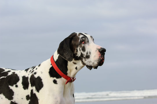 Great Dane dog outdoor portrait against sky and ocean