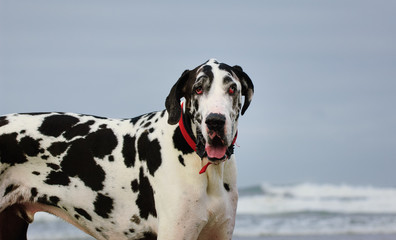 Great Dane dog outdoor portrait against sky and ocean