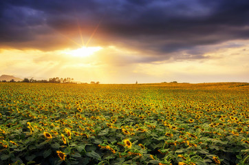 Sunflower field